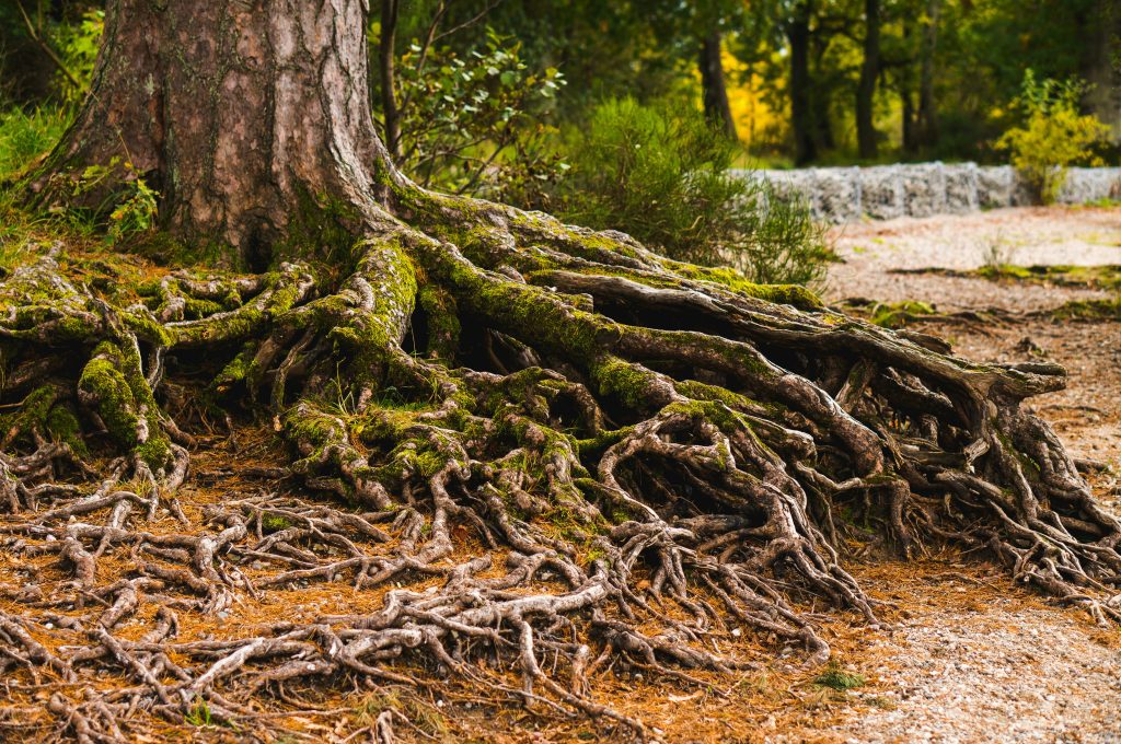 Use AI to simplify the complex roots into a majestic, simple tree